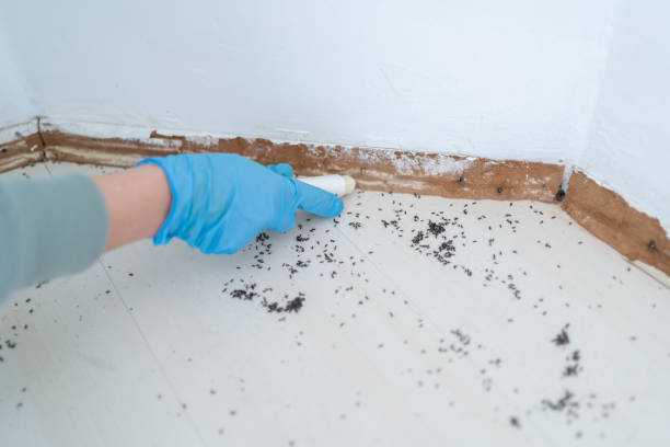 Best Ant Control Services  in Castle Dale, UT